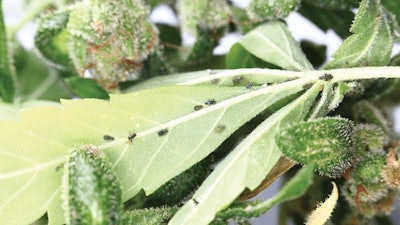 Pest Display