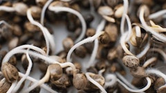 Pheno Hunting Display