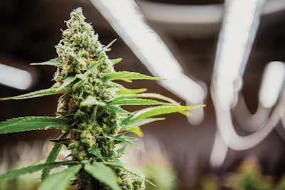 Research-Driven Lighting Tech for Optimal Plant Development | Cannabis  Business Times