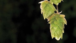 Ripening Hop Cones