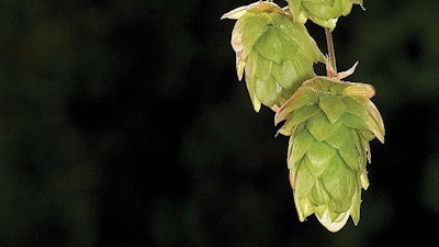 Ripening Hop Cones