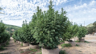 Smart Pot Disp