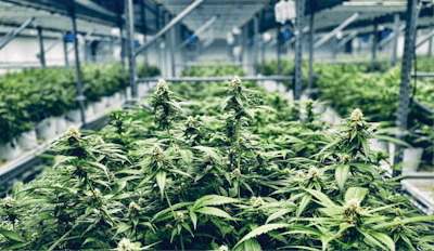 Solar Therapeutics 11 Fmt