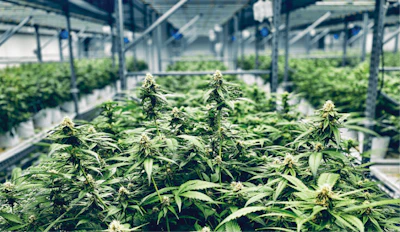 Solar Therapeutics 11 Fmt