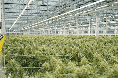 Sunmed Growers Fluence Fmt