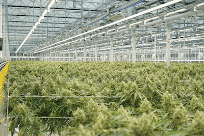 Sunmed Growers Fluence Fmt