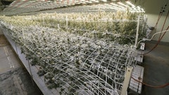Surna Grow 2