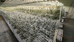Surna Grow 2