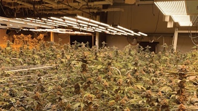 Surna Grow 3
