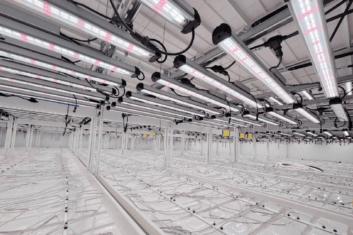 Valoya led grow lights for sale cheap