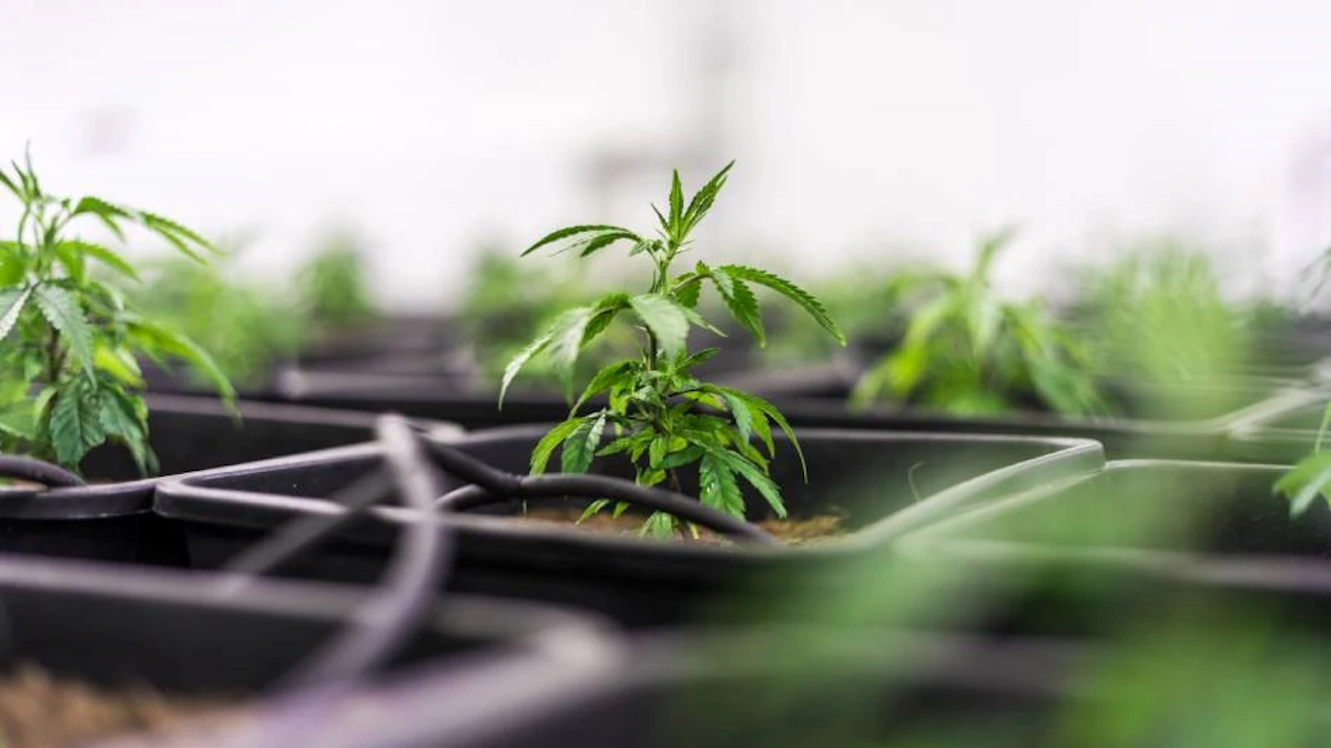 Looking Ahead to AdultUse Sales, Connecticut Cannabis Business Take