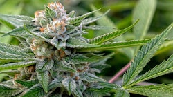 Cannasticky Adobe Stock294933875