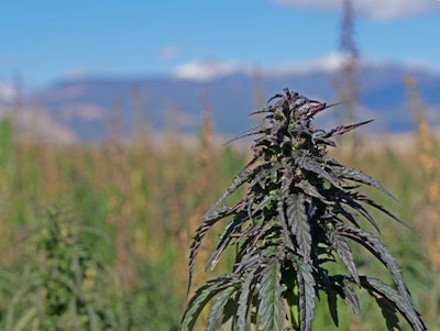 Closeup Faded Mts (1)