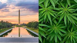 Dc Cannamerged Adobe Stock214798630