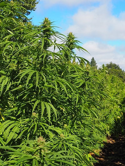 East Fork Cultivars Harvest 2021 Hemp 78 Llamasx Ct 005 Lily Guthrie Resized