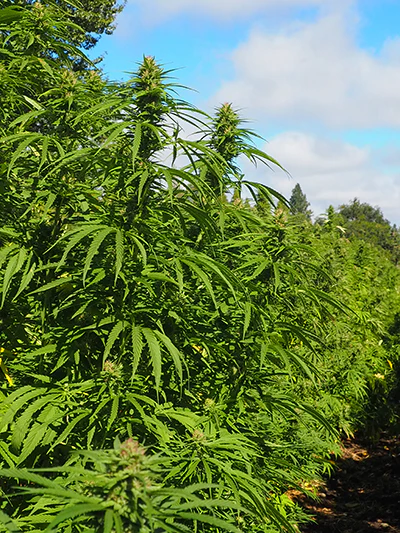 East Fork Cultivars Harvest 2021 Hemp 78 Llamasx Ct 005 Lily Guthrie Resized