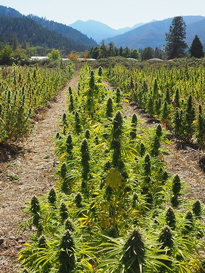 East Fork Cultivars Harvest 2021 Hemp Rgsp 001 Lily Guthrie Resized