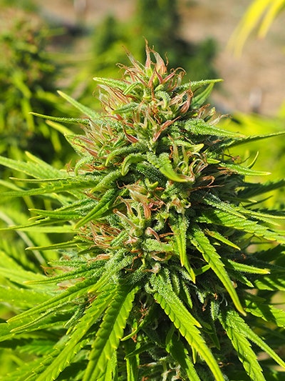 East Fork Cultivars Harvest 2021 Hemp Rgsp 004 Lily Guthrie Resized