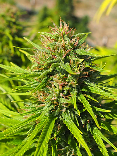 East Fork Cultivars Harvest 2021 Hemp Rgsp 004 Lily Guthrie Resized