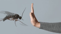 Fungus Gnats Disp