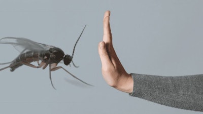 Fungus Gnats Disp