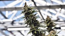Medical cannabis from a Level I cultivation facility in northwest Ohio.