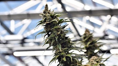 Medical cannabis from a Level I cultivation facility in northwest Ohio.