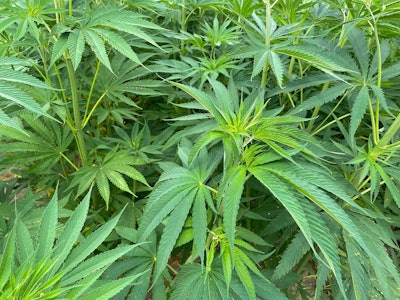 Hemp Earc Chelsi Bay (1)