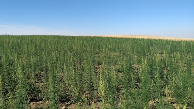 Montana hemp plants