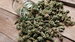 Marijuana Bud Spilling Outof Jar Adobe Stock Credit Aleksanderkamasi Resized