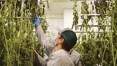 Txog Cultivation 1