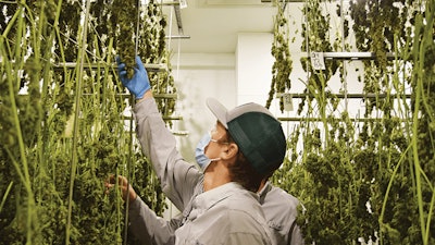 Txog Cultivation 1