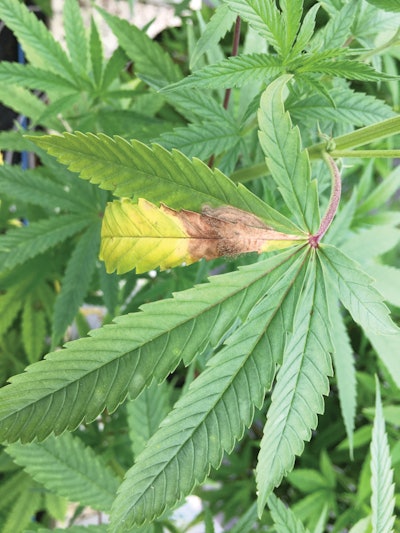 1 Botrytis Leaf9772 Copy Fmt