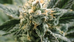 Adobe Stock 241796554 Fmt