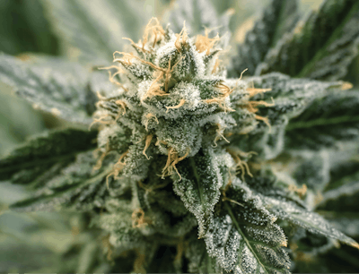 Adobe Stock 241796554 Fmt