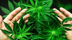 Cannabis Plants Hands Adobe Stock Credit Cendeced Resized