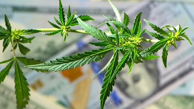 Canna Money Adobe Stock166875946