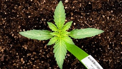 Dragonfly Wellness Cultivation Top Image Resized