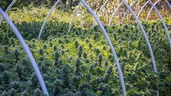 California's Native Humboldt is one of several farms participating in Emerald Road, a digital cannabis marketplace that launched May 12.