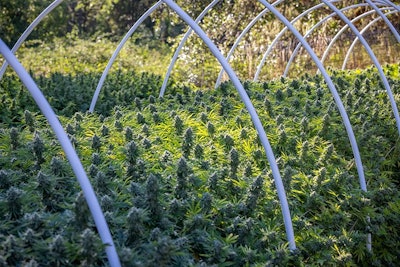California's Native Humboldt is one of several farms participating in Emerald Road, a digital cannabis marketplace that launched May 12.