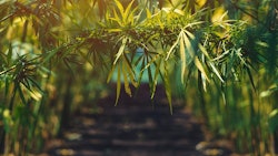 Hemp Stockart