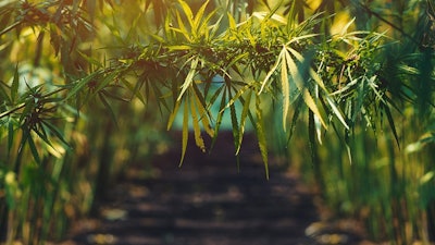 Hemp Stockart