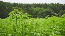 Hemp Grower Top Web Photo Template 2022 05 27 T134930176