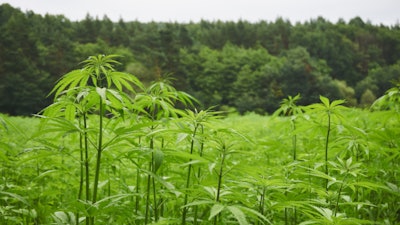 Hemp Grower Top Web Photo Template 2022 05 27 T134930176
