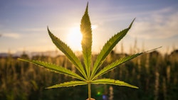 Hemp Grower Top Web Photo Template77