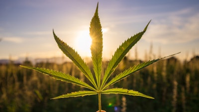 Hemp Grower Top Web Photo Template77