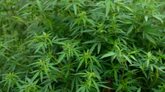 Hemp Grower Top Web Photo Template95