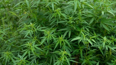 Hemp Grower Top Web Photo Template95