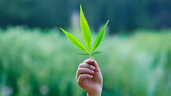 Hemp Grower Top Web Photo Template97