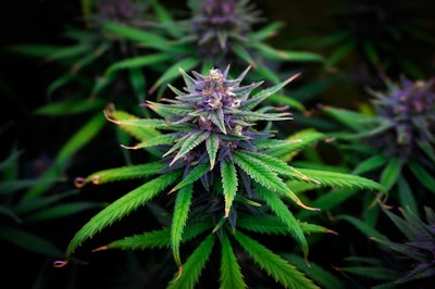 I Stock 1307007473 Fmt